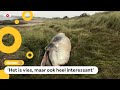 Onderzoekers laten dode walvis expres wegrotten
