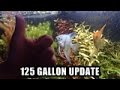 RUMMY NOSE TETRAS IN THE 125 GALLON ...