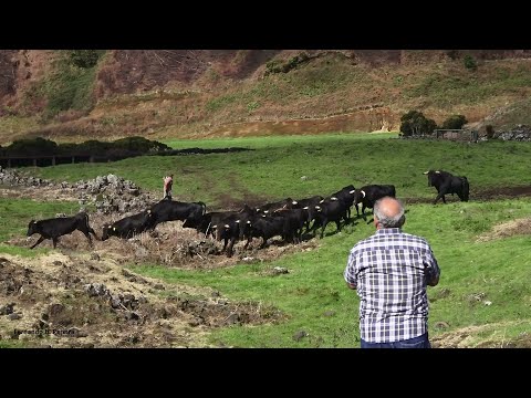 JAF - Running With The Bulls To The Corrals To Deworm Them