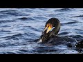 Cormorant Catches Pike And Swallows Whole