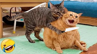 Try Not To Laugh 😍 Funniest Cats and Dogs 2024 😹🐶 Part 14