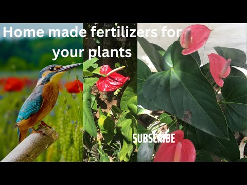 How to keep your garden flowering with natural resources