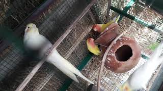 preview picture of video 'Lovebirds ,cockatiel , java together'