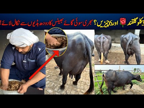 Dodh kesy bardhaye | nili ravi buffalo | buffalo video | farmology