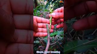 Download lagu Mango🥭 best side grafting ✔ technique #satisfying #garden #nature #shorts mp3 Download lagu Mango🥭 best side grafting ✔ technique #satisfying #garden #nature #shorts mp3