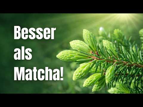 Spruce: healthier than matcha and green tea combined! Local superfood right on your doorstep 🌿