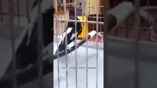 Download lagu kacer nembak cililin panjang @pusakakicau mp3 Download lagu kacer nembak cililin panjang @pusakakicau mp3