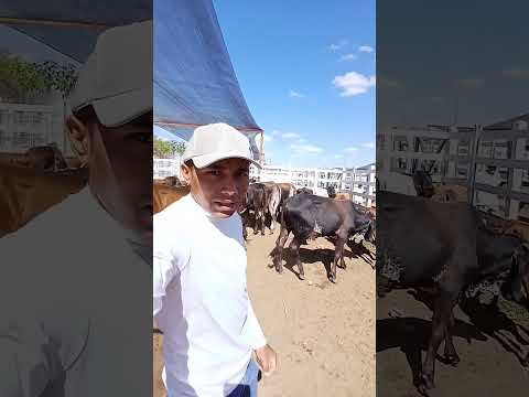 muito gado na feira do gado em Conceição no sertão paraibano #sertao #paraiba