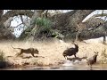 LIONESS Catches NYALA 4 LEOPARDS In 1 Sighting