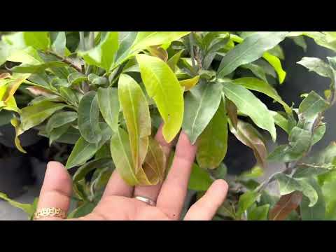 Đại Lộc chỉ 100k 1 cây, 0397142252 hoặc 0947873959