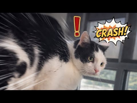 Cat jumpscare FAIL 🙀
