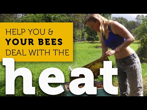 How to Help Your Bees in the Summer Heat | What Honeybees Do When It's Hot Out