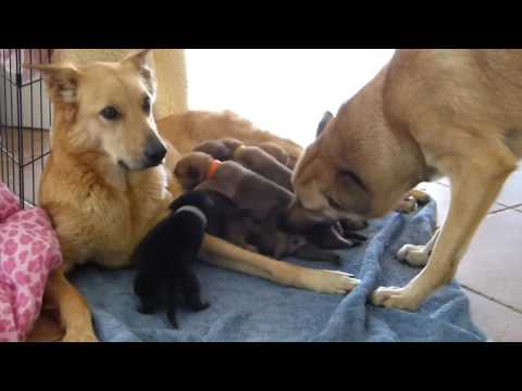 Desert Sol Chinooks Chicken Nugget Litter Week 2 - Zazu is the cleaning machine