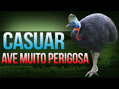 A ave mais perigosa do mundo e que gosta de atacar humanos.(casuar )-Casuarius Cassowary.