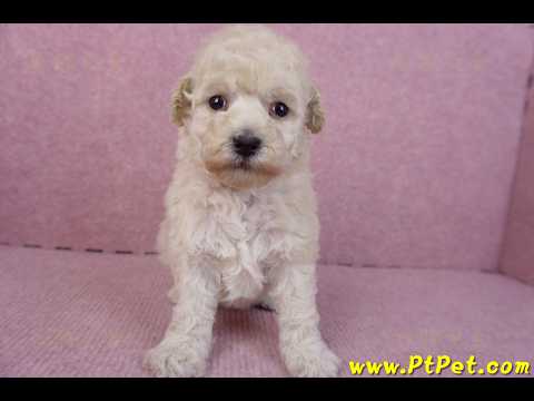 12/06玩具型奶油貴賓母幼犬1號