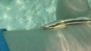 preview picture of video 'Fish Attack in Playa Caracas, Vieques, Puerto Rico'
