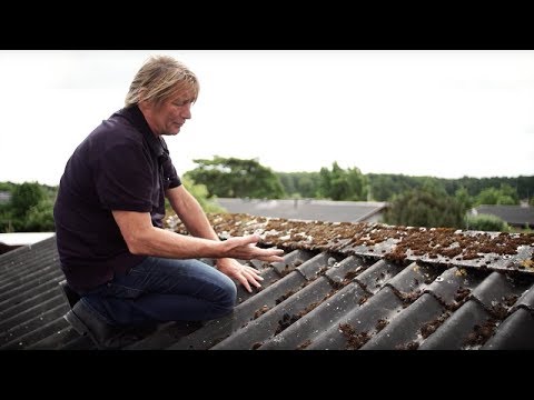 Tjek af fugleklodser på eternittag