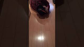 ガチャを引いた後のムック