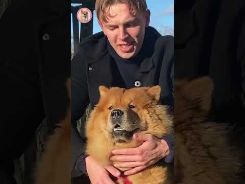 Chow Chow Protects Owner From Stangers