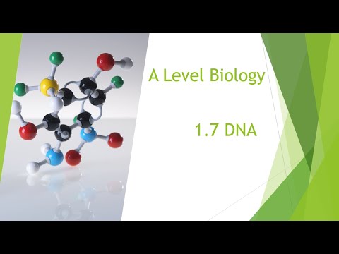1.7 - DNA┃A-level Biology Revision
