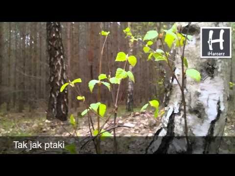 Tak jak ptaki - Piosenki harcerskie