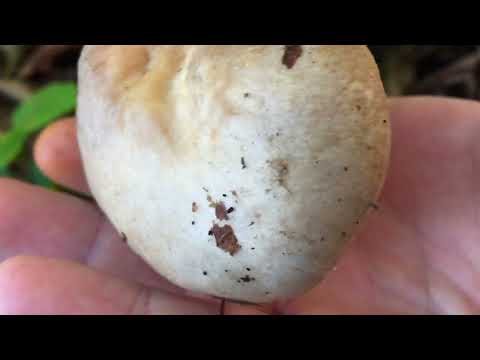 Lactarius circellatus - Zonal milkcap