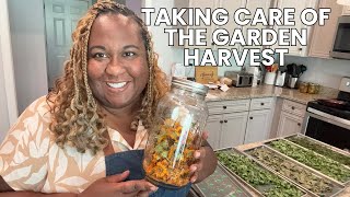 A Day in the Kitchen| Taking Care of the  Garden Harvest