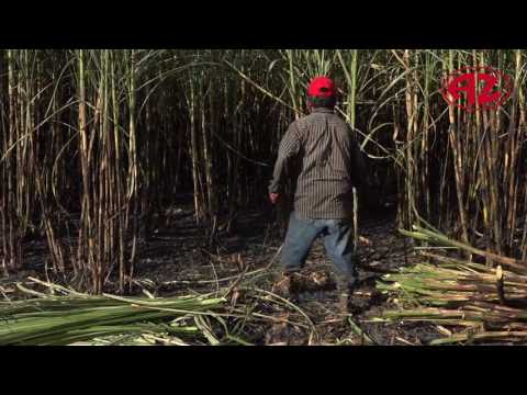 Salvador Romero Valencia - Corte de Caña de Azúcar