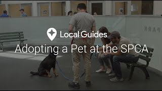 Pet Adoption at the San Francisco SPCA