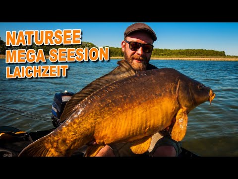 Bootskarpfen Vol. 2 - Dicke Karpfen trotz Laichzeit