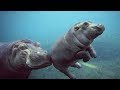 Funny Hippo Make Tourists Excited Funny Everyday