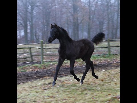 HF von Morricone "Monsieur M" auf Entdeckungstour 26 November 2016