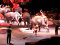 Ringling Brothers And Barnum Bailey Circus