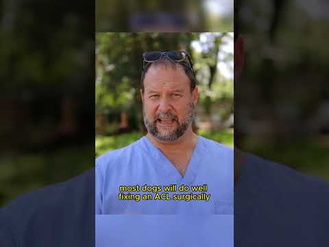 What if I Don’t Fix My Dog’s Torn ACL? Marc Smith, DVM, MS