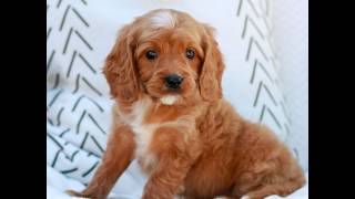 Video preview image #1 Cavapoo (Miniature) Puppy For Sale in ELIZABETHTOWN, PA, USA