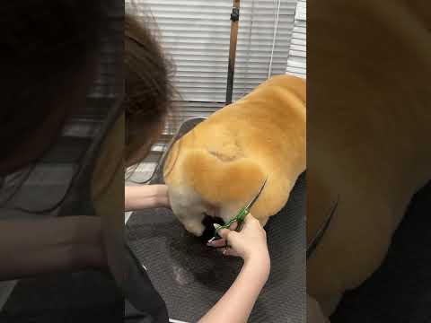 Eovi vlog #cafe #cake #kawaii #strawberry #pets #corgi #music #eovivlog #funny #cutedog