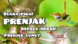 Download lagu MP3|| suara pikat prenjak kepala merah || dan prenjak lumut #caramikat #pikatburung mp3