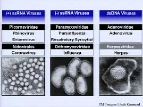 Internationales Protokoll Behandlung von Prostata-Adenom Traditionelle Methoden der Behandlung Prostatitis