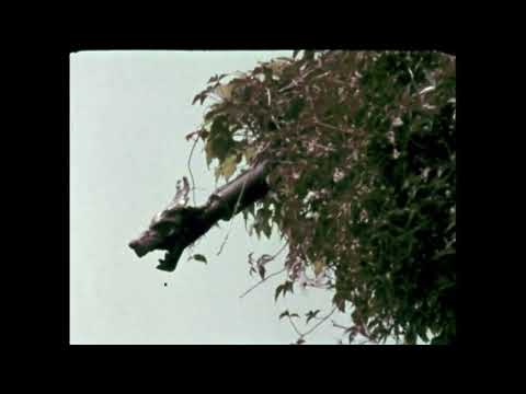 castle hearts, my head is empty - vanishing act