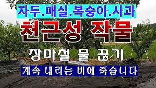 [텃밭농부 1,572]  천근성작물 자두, 복숭아, 매실, 사과, 키위 장마철 물 끊기.
