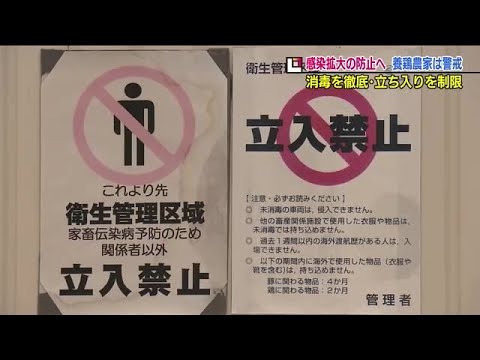 羽が抜け落ちた鶏の治療方法は？考えられる 4 つの原因と問題を解決する簡単な解決策  庭園