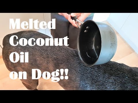 YouTube video about: Does coconut oil help with dog shedding?