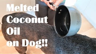 I Pour Melted Coconut Oil on My Dog