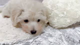 ハーフ犬の動画02