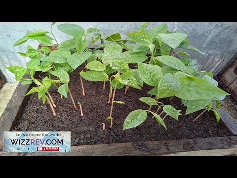 PAWPAW TREELINGS ** GOOD GENES ** SEEDLING TREES Review