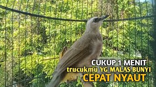 Download lagu Trucuk BETINA memanggil Jantan Suara Birahi Ngecuplik 100% pancingan trucukan gacor agar BUNYI EMOSI mp3