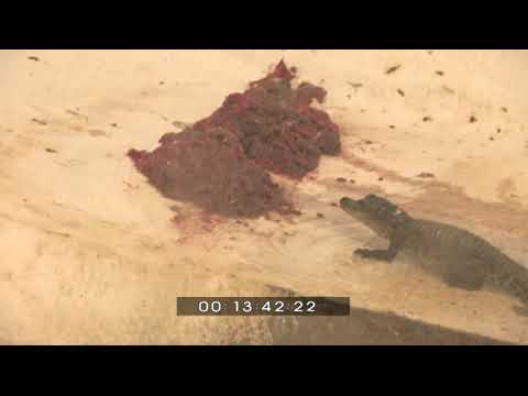 Egipt - część 1 Egipt bez cenzury - droga turysty w Egipcie