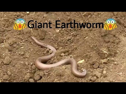 Biggest Earthworm ever I seen