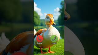 Download lagu Duck Calling  #callingtoneringtone #duck #bebek #dering mp3