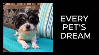Video preview image #1 Havashu Puppy For Sale in Santa Clara, CA, USA